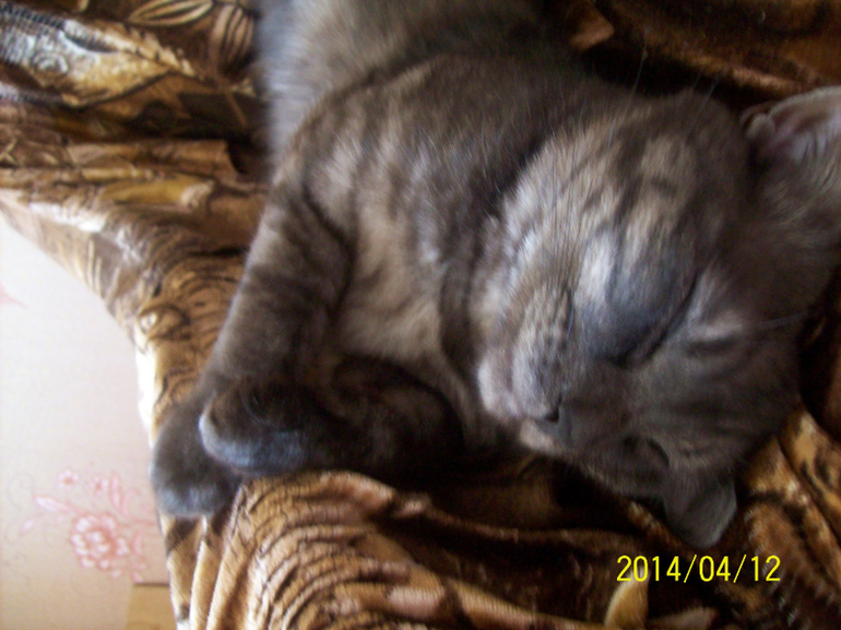 Сладкий сон к себе мани.......