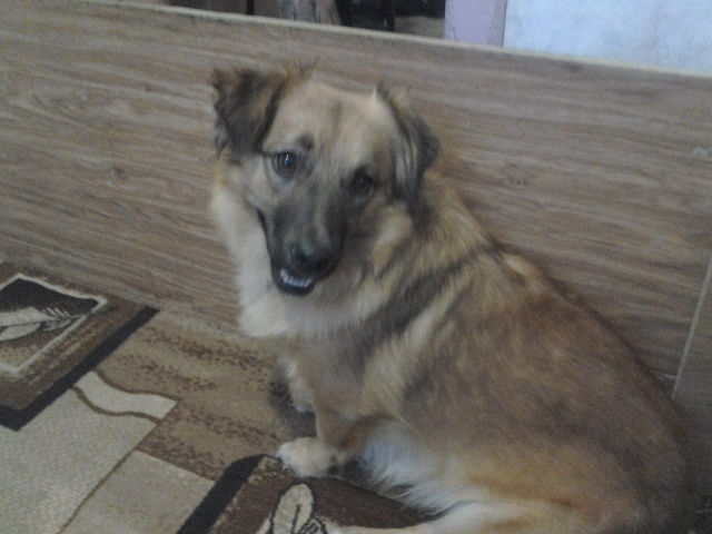 Тюмень!!!!!Собачники внимание!!!!! ПЕРЕПОСТ.