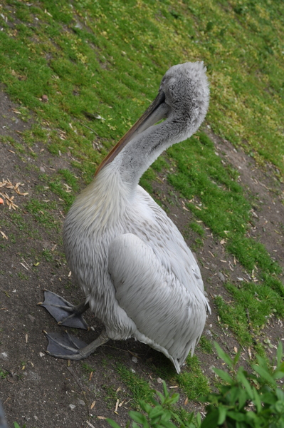 Калининградский Зоопарк