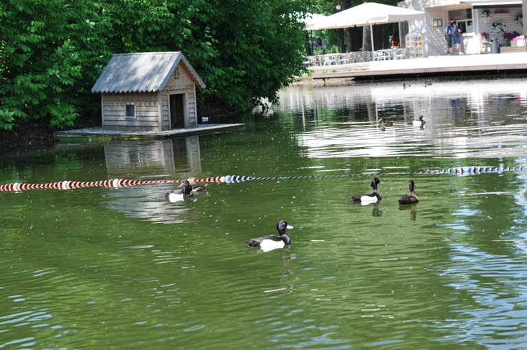 Погуляли - Покатались
