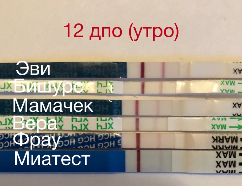 12 дпо. Тест Вера на 7 ДПО. На 12 день после овуляции тест покажет беременность. Эви тест 7 ДПО. 12 ДПО утро.