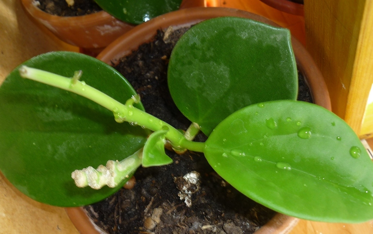 Просыпаются мои хойи)