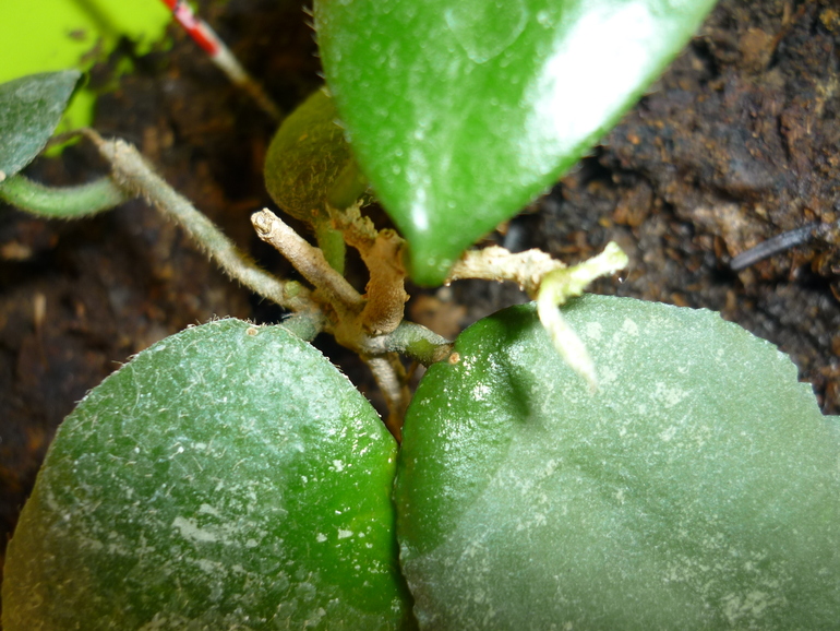 Просыпаются мои хойи)