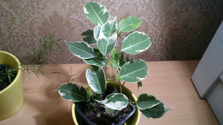 Мой ботанический сад.