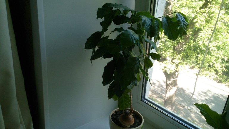 Мой ботанический сад.