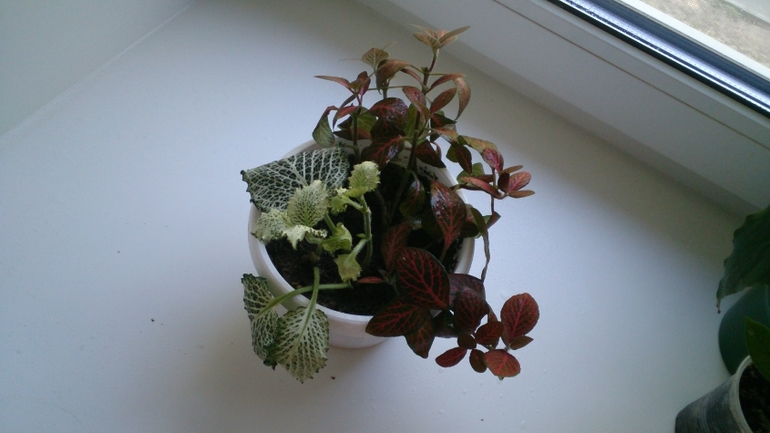 Мой ботанический сад.