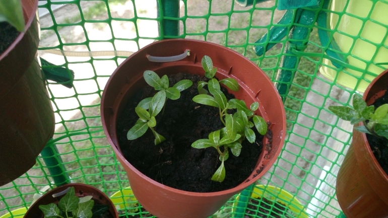 Мой ботанический сад.