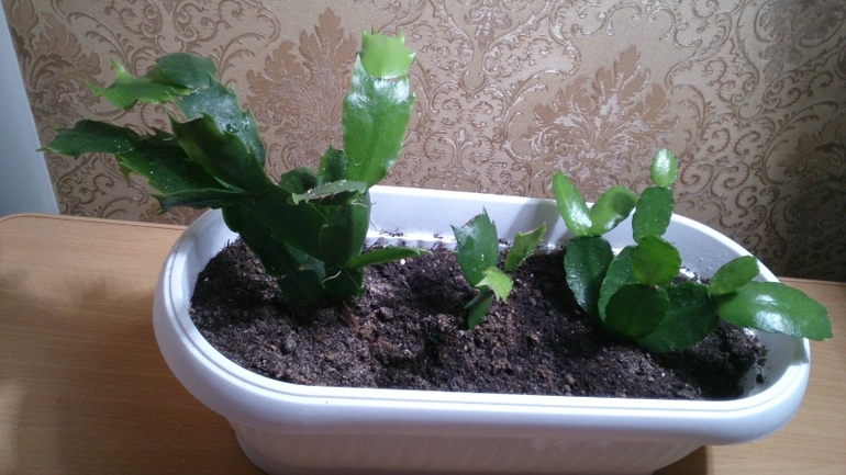 Мой ботанический сад.