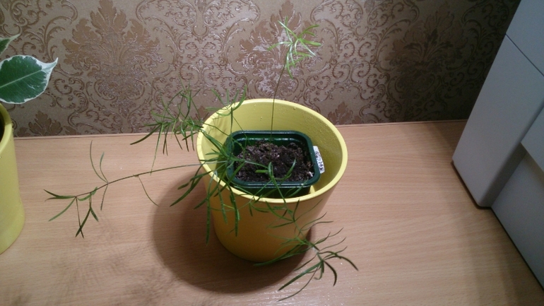 Мой ботанический сад.