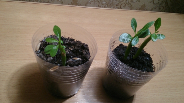 Мой ботанический сад.