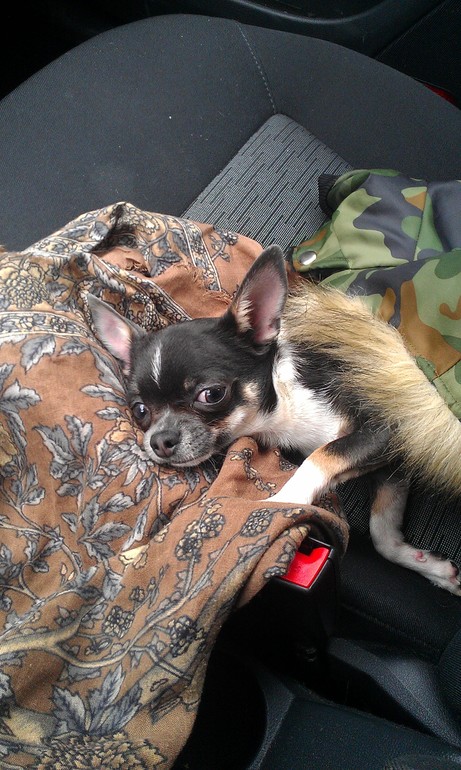 Мое чудо, моя отрада, моя радость....