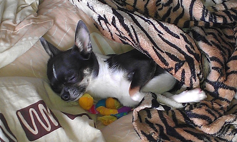 Мое чудо, моя отрада, моя радость....