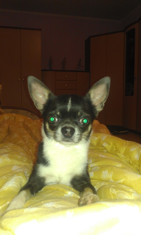 Мое чудо, моя отрада, моя радость....