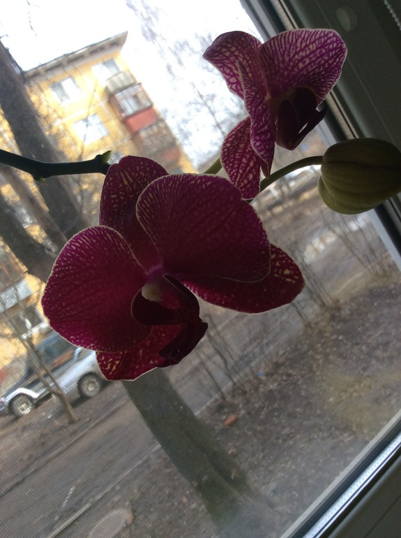 Мои питомцы