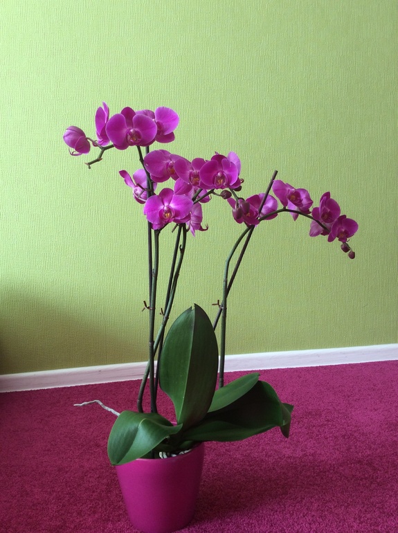 Мои питомцы