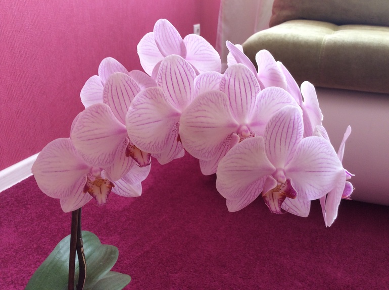 Мои питомцы