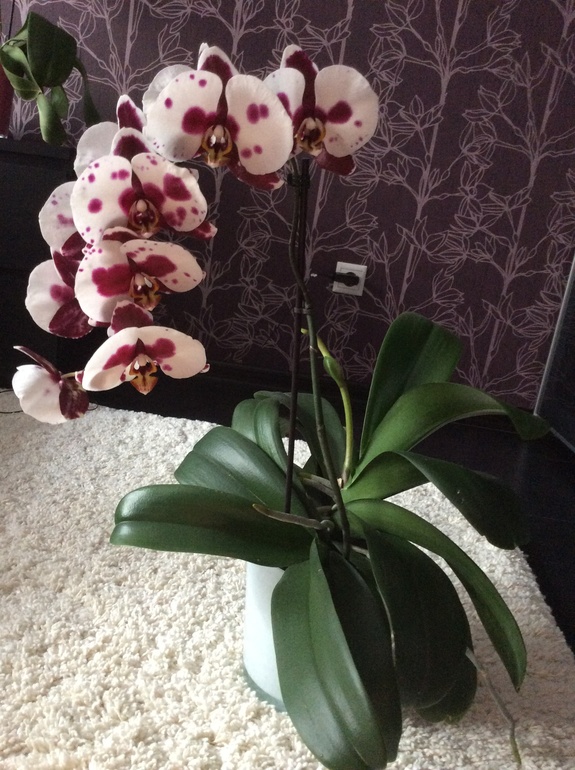 Мои питомцы