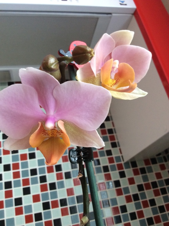 Мои питомцы