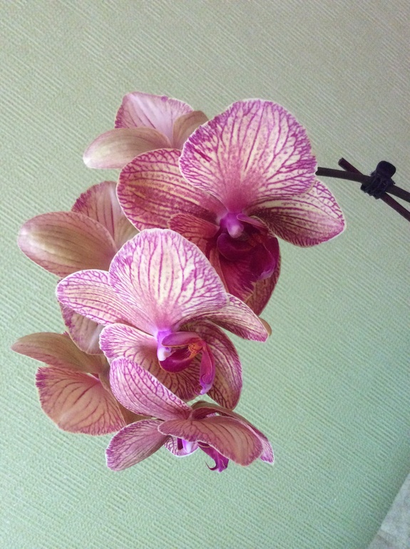 Мои питомцы