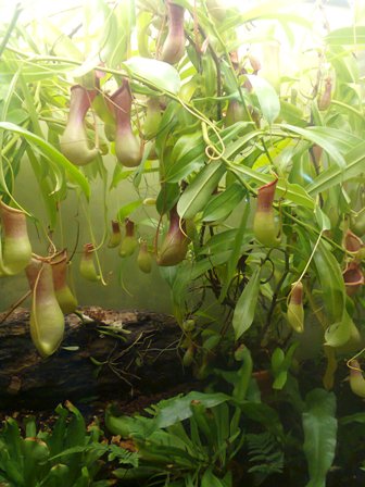 Тематическая неделька о насекомых и прочей мелюзге))