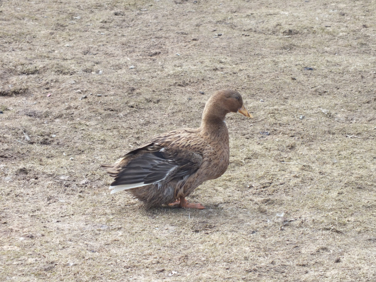 Прогулки с динозаврами) очень много фото