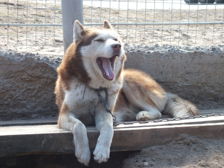 Прогулки с динозаврами) очень много фото
