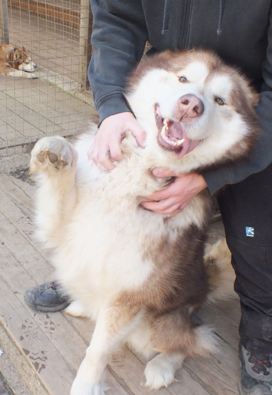 Прогулки с динозаврами) очень много фото