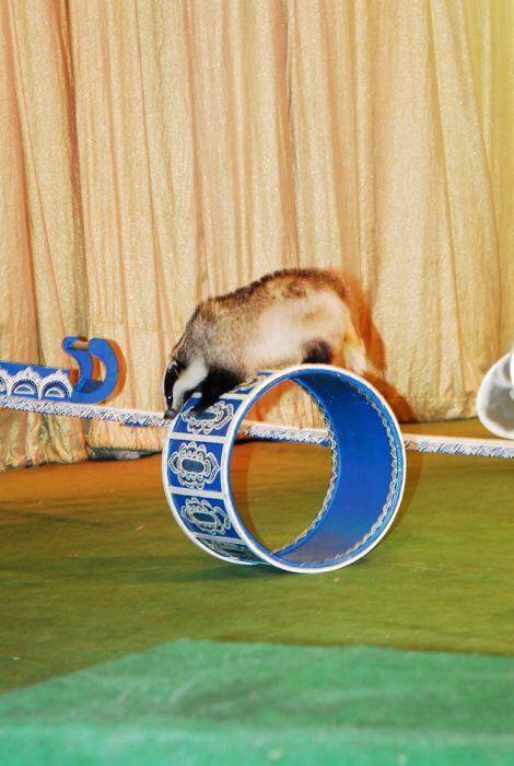 Путешествие в сказку уголок Дурова