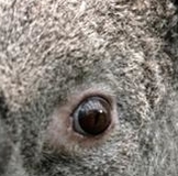 триждымама