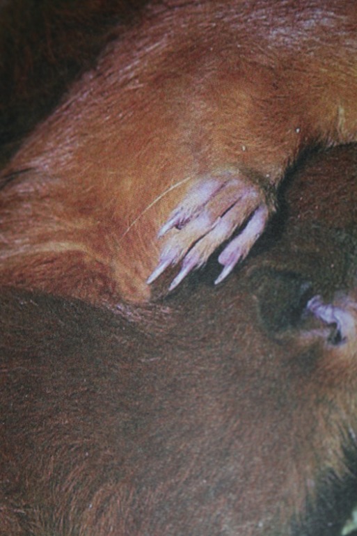 Белки..... белки.....