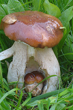 беременный грибочек...!!!