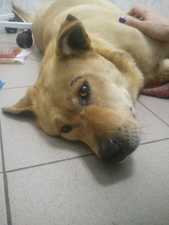 Собаку сбила машина!!! Срочно нужна помощь.