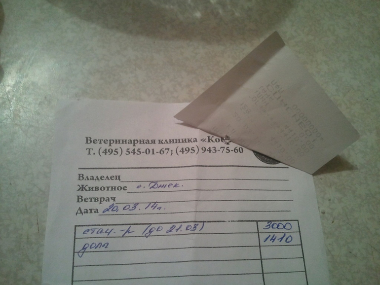 Собаку сбила машина!!! Срочно нужна помощь.