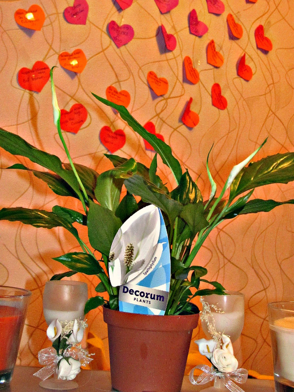 Мой Маленький Уголочек Лета!!!