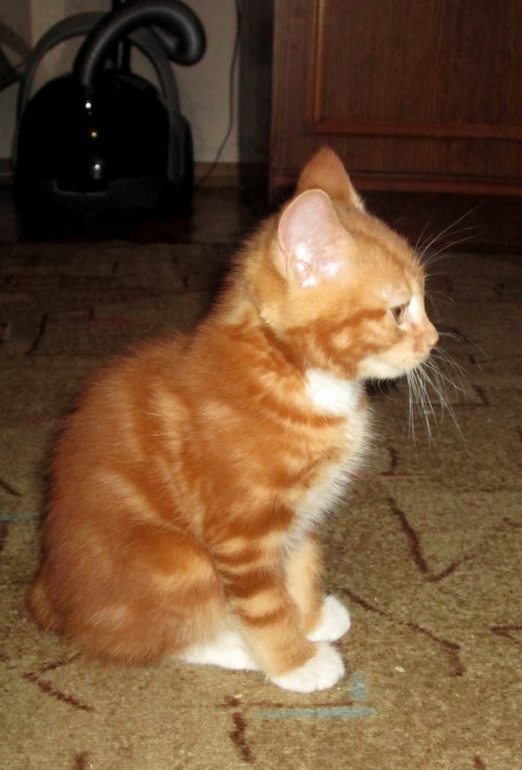 Знакомьтесь! Наш Семушка!