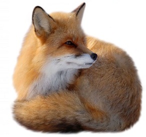 Пост для отчетов за первый день ТН "Лесные друзья"