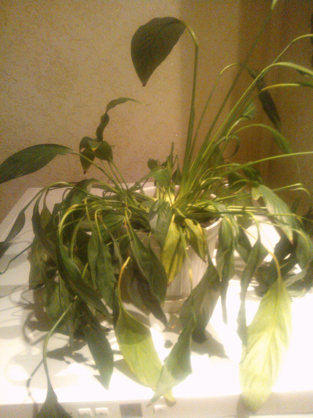 помогите спасти спатифиллум! пожалуйста!