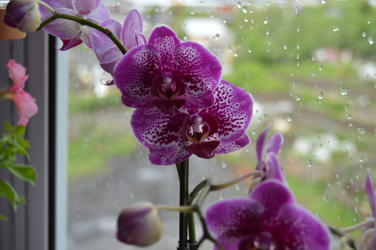 Мои орхочки :)