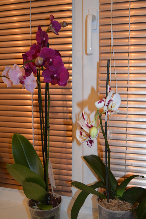 Мои орхочки :)