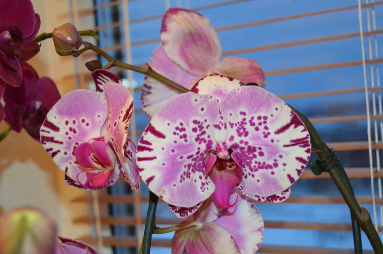 Мои орхочки :)