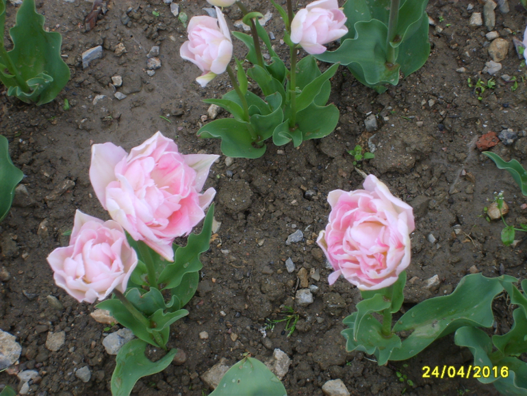 Никитинский ботанический сад.