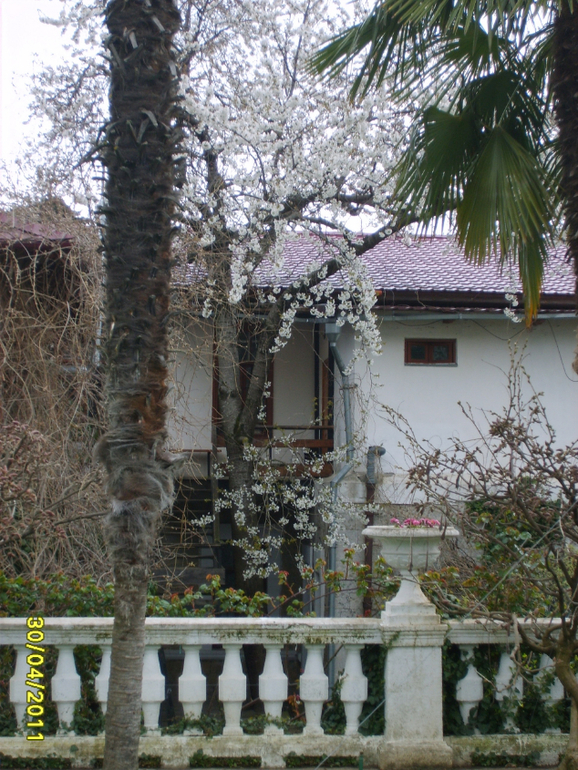 Никитинский ботанический сад.