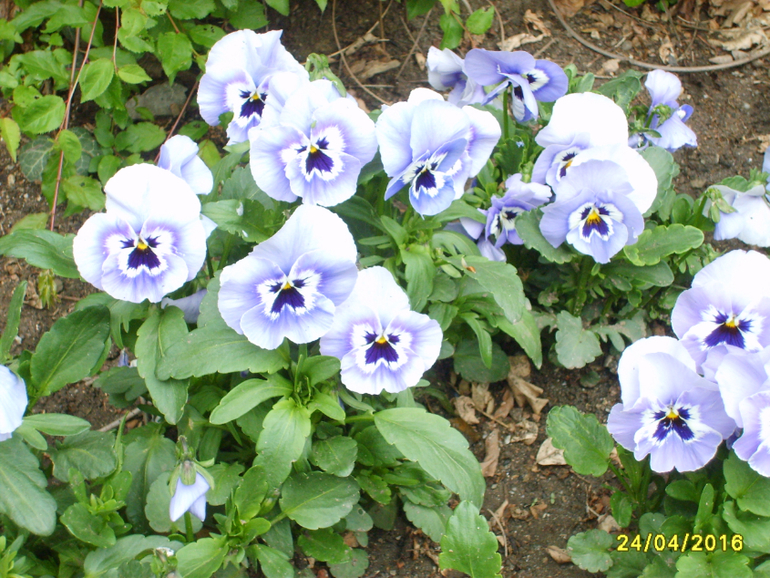 Никитинский ботанический сад.