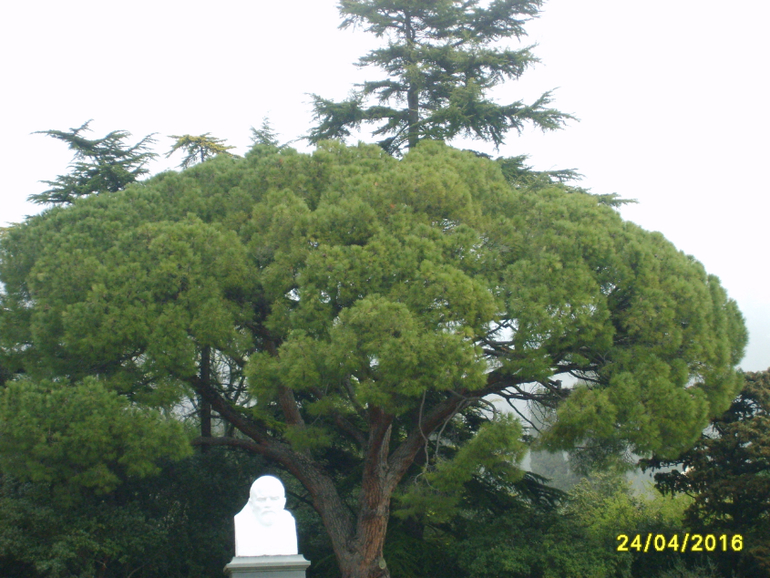 Никитинский ботанический сад.