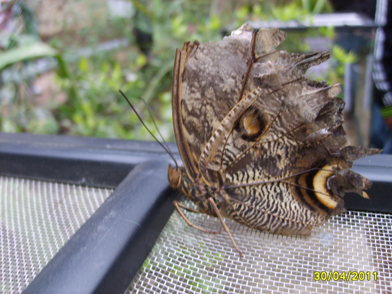 Никитинский ботанический сад.