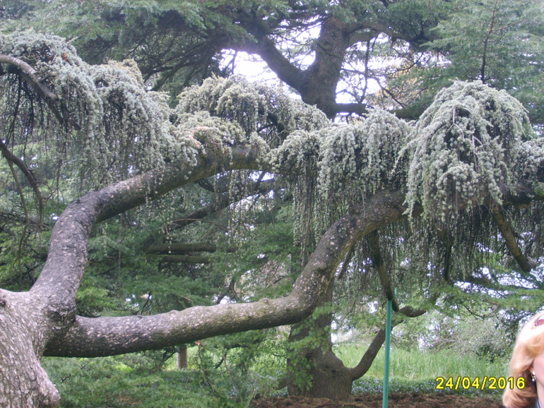 Никитинский ботанический сад.