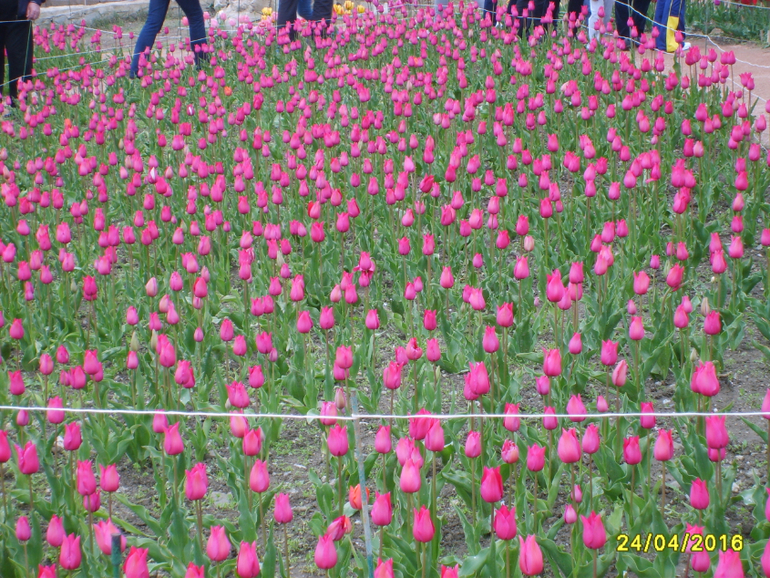 Никитинский ботанический сад.