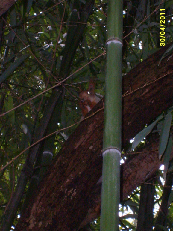 Никитинский ботанический сад.