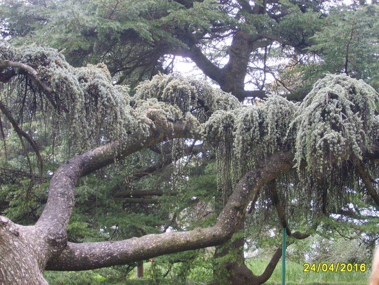 Никитинский ботанический сад.