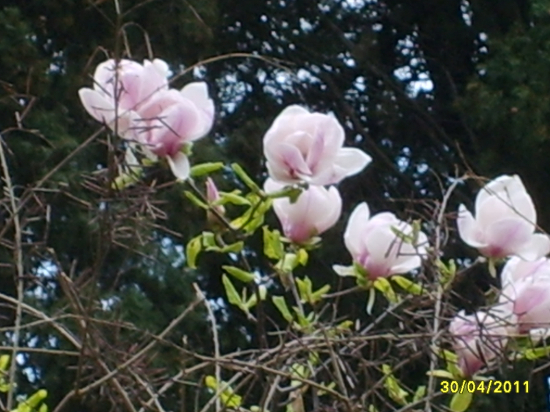 Никитинский ботанический сад.